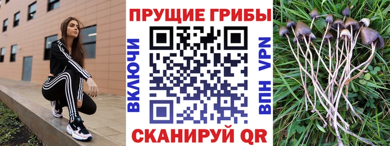 Псилоцибиновые грибы мицелий  магазин продажи наркотиков  KRAKEN ONION  Кропоткин 